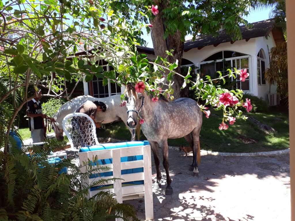 Rescued Horses
