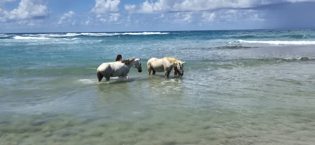 Tropical Beach Horse Excoursion