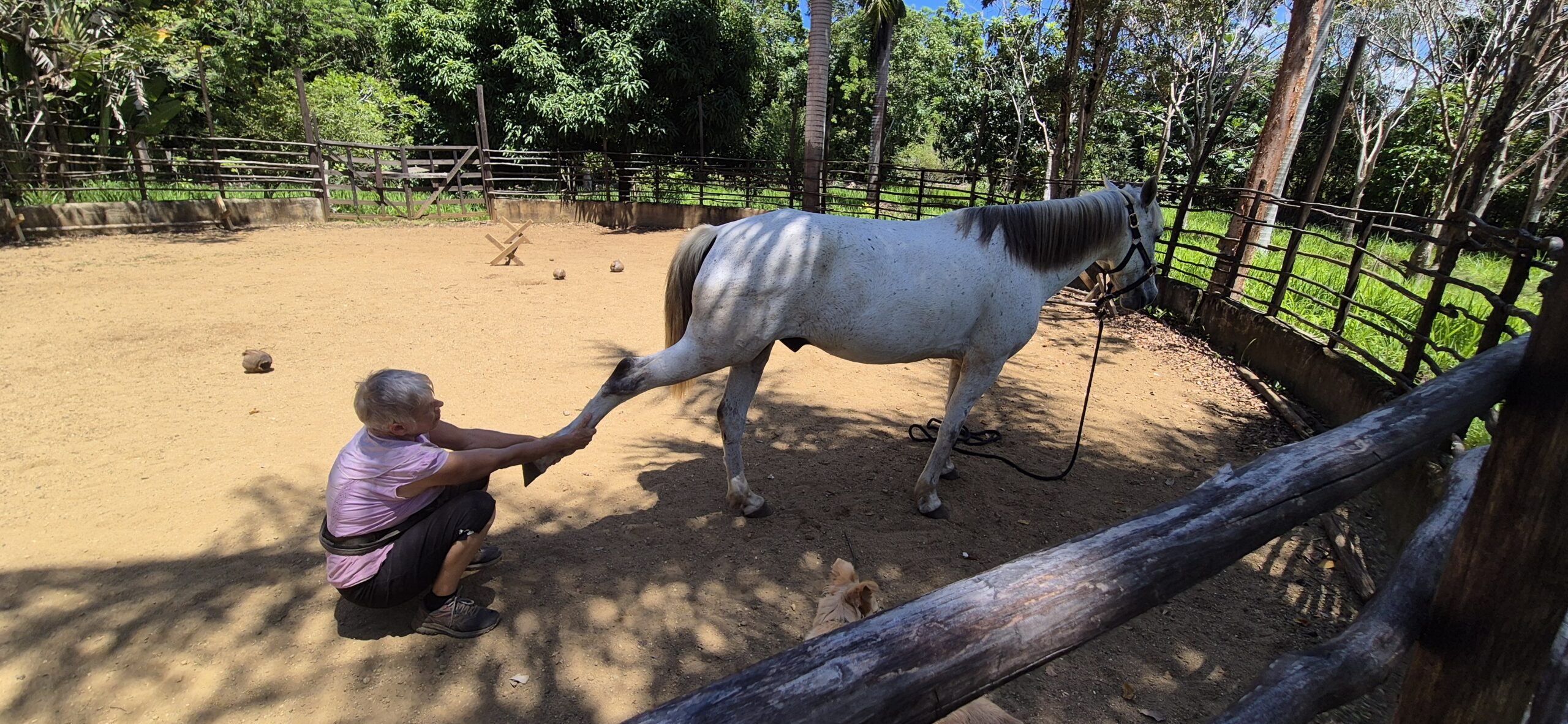 Sabine looking after the horses