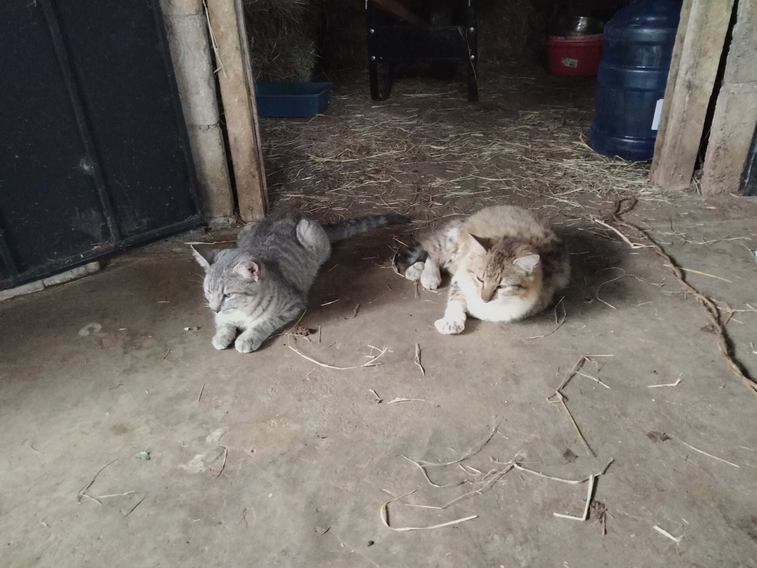 Rescue Cats