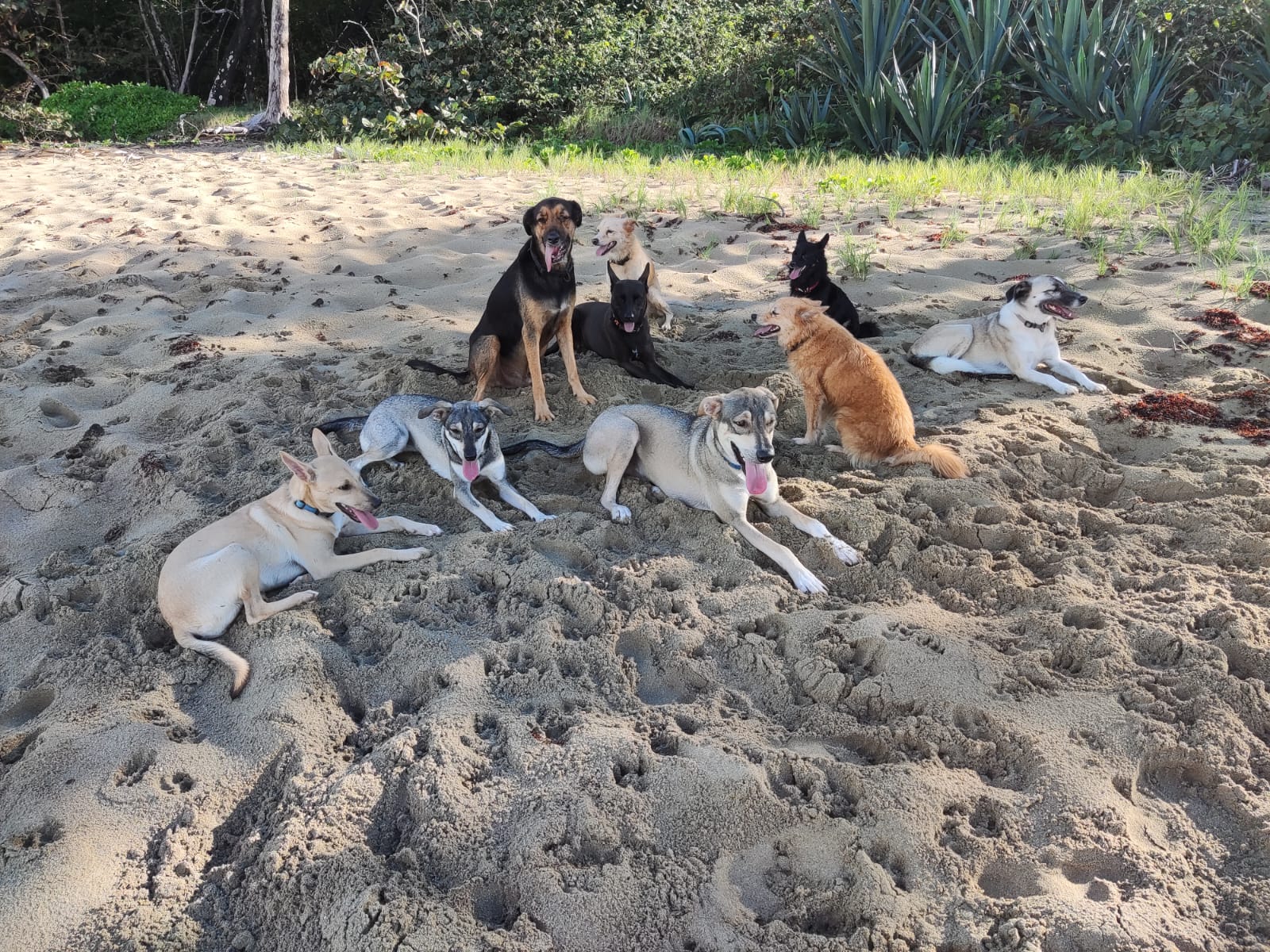Rescued dogs walking together on the beach near Cabarete