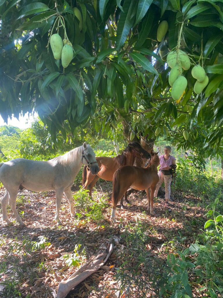 Rescued horses standing together under a large mango tree at the sanctuary