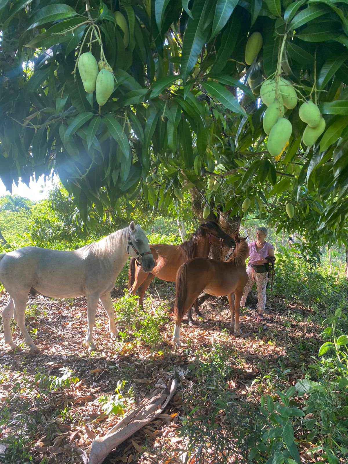 Sanctuary horses resting together beneath a mango tree