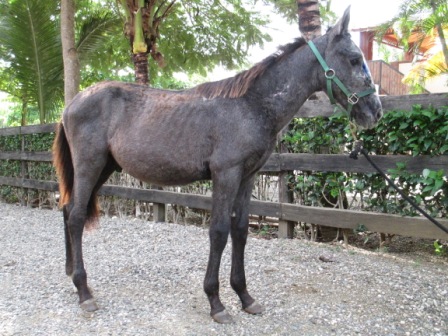 Shuki during his early recovery after being rescued