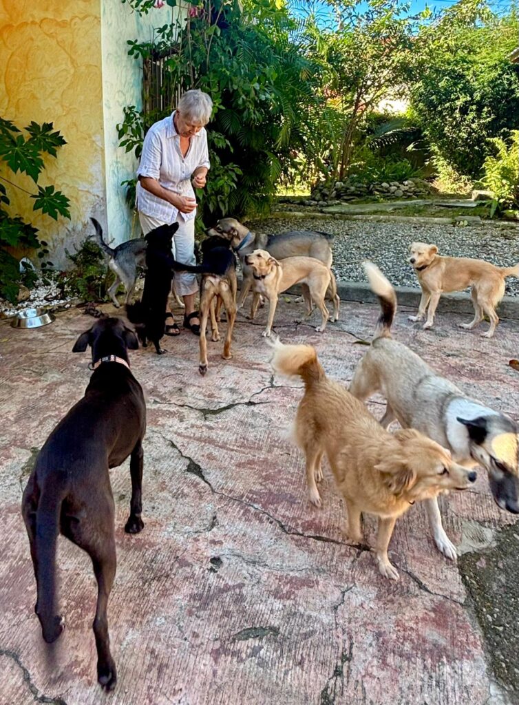 Sabine feeding the sanctuary dogs in the courtyard