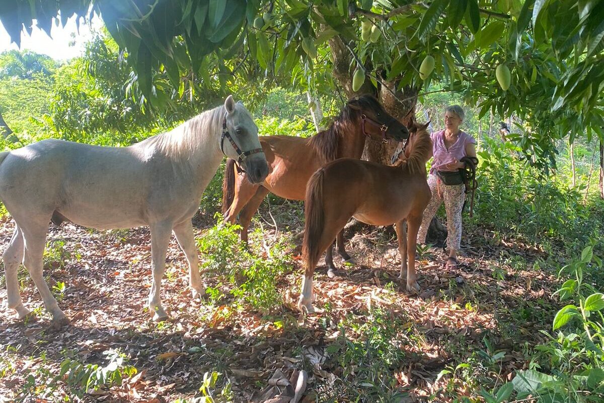 Rescued horses standing together under a large mango tree at the sanctuary